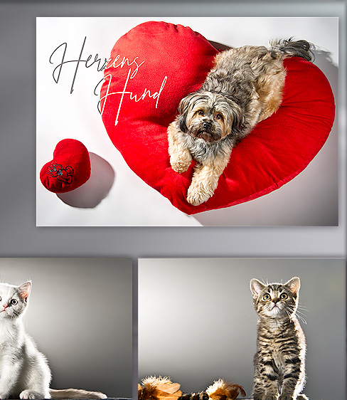 fotografie kamera nikon hasselblad fenster