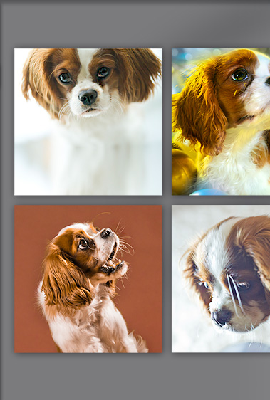 fotografie eis winter