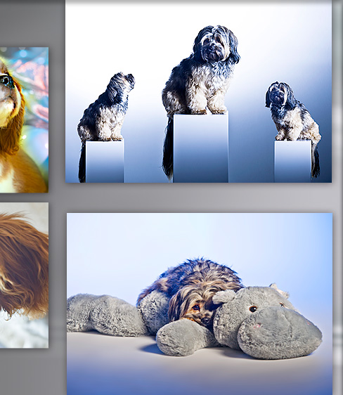 fotostudio graz engel rose